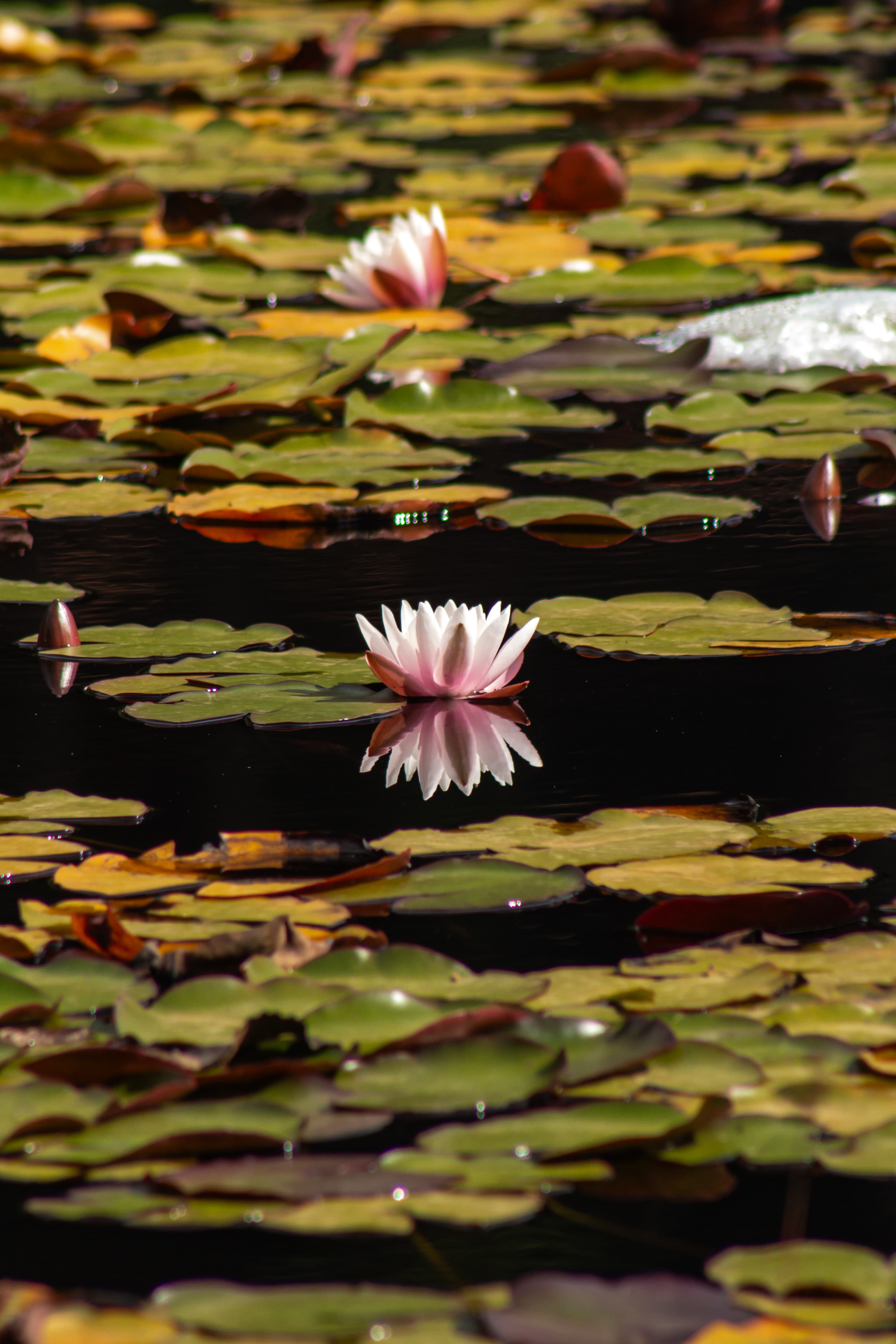 Florecer