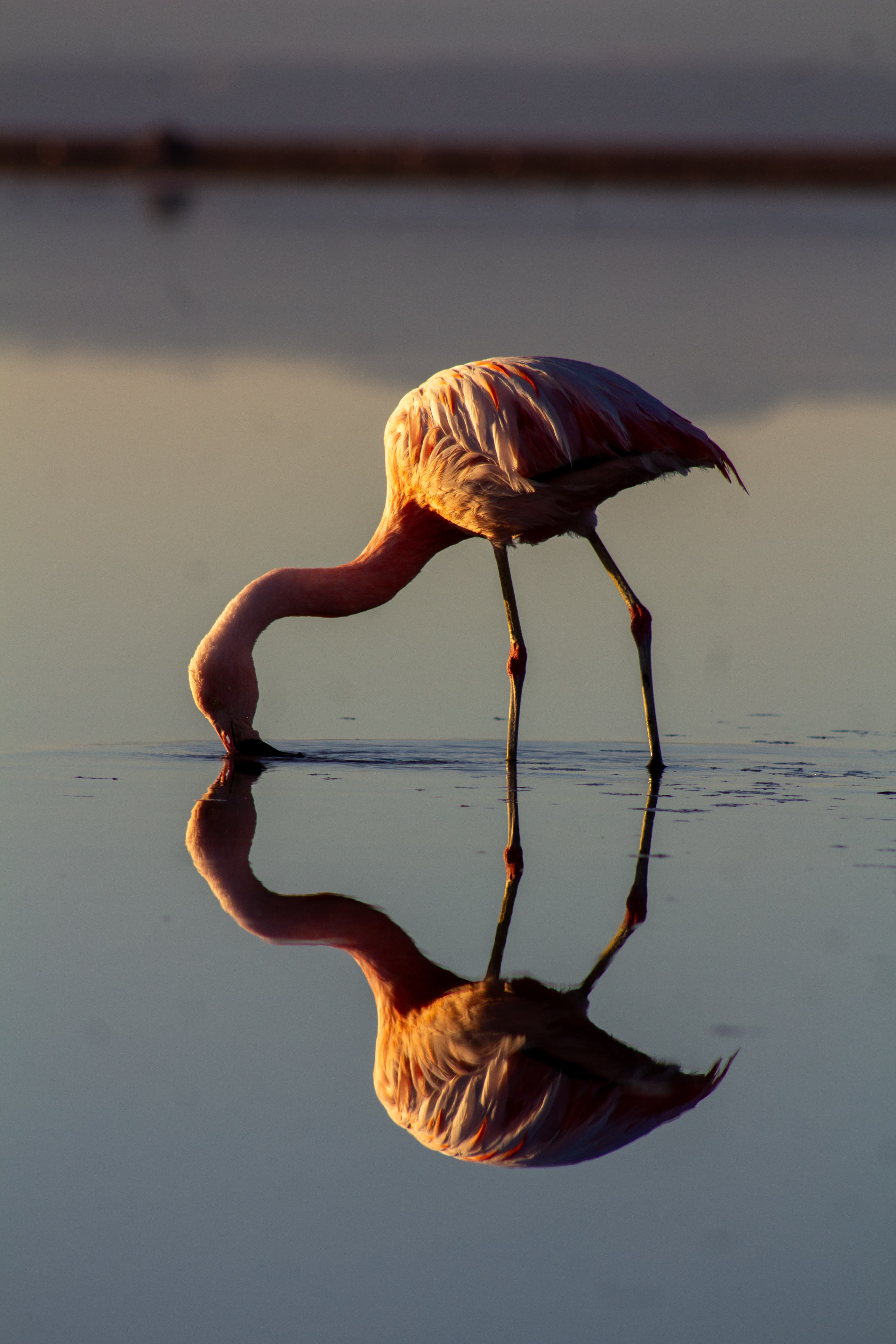 Reflejos del Altiplano